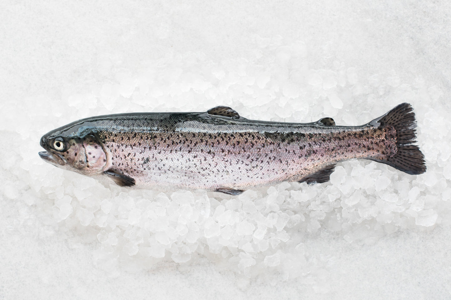 Forellenfilet geräuchert