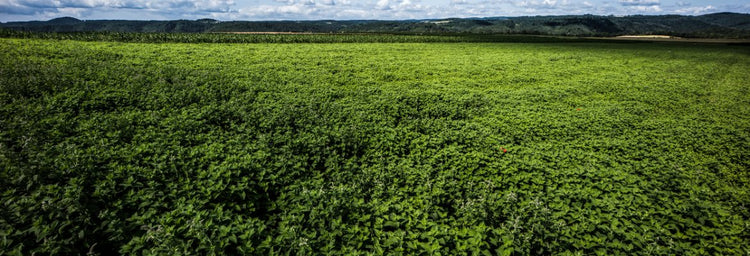 Kräuter- & Früchtetees