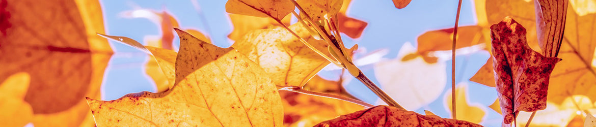 Herbstspezialitäten