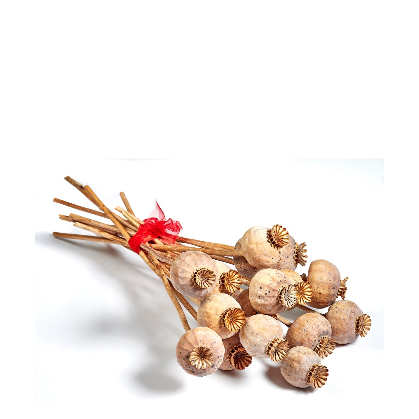 Mohnkapseln mit Stiel